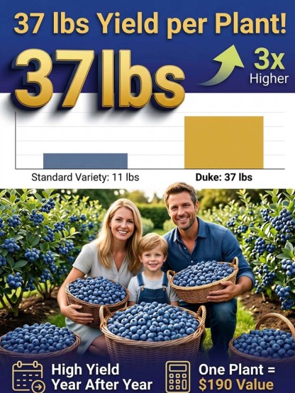 🫐【No fruit, full refund】Duke Blueberry Sapling - XXL Jumbo Fruit, High Yield, Ideal for Garden or Potted Planting