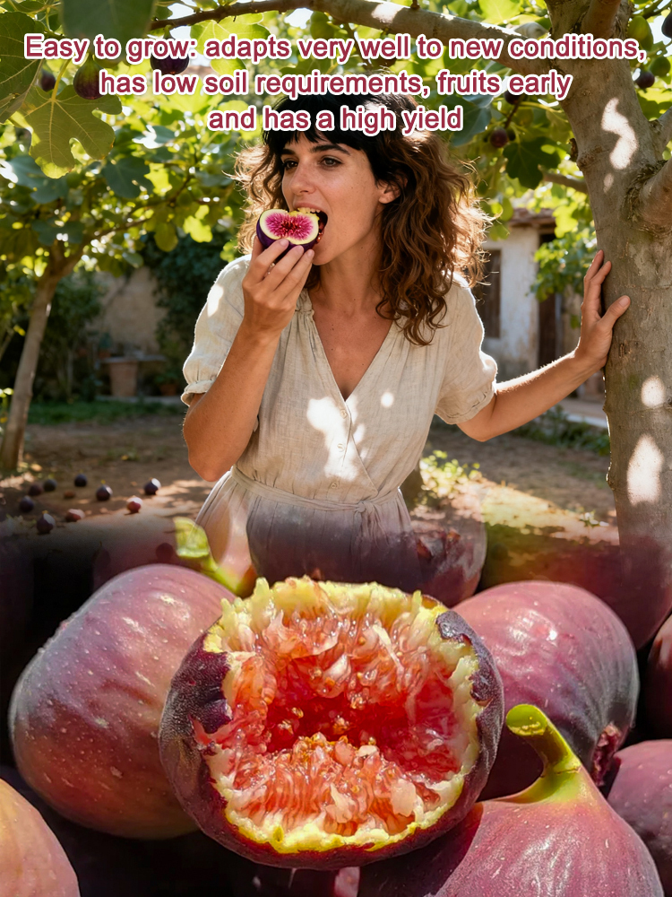 🍎【Fist-Sized Fruit & Survives -38°F】 Greek Ruby Miracle | Fast-Growing Honey-Sweet Fig with Gut-Healing Superfood Powers ✨