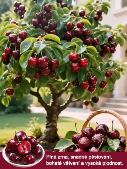 Imported Chilean Cherry Seeds