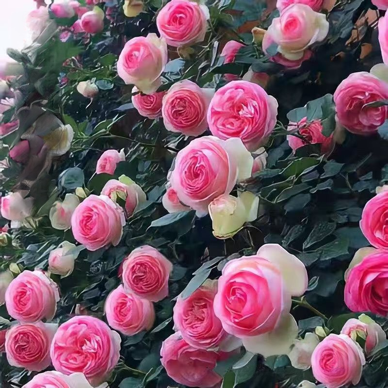 Home Gardening Double Petal Rose Seeds