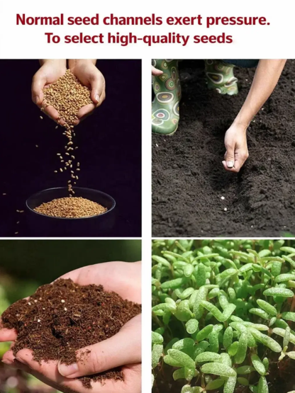 Home Gardening Double Petal Rose Seeds