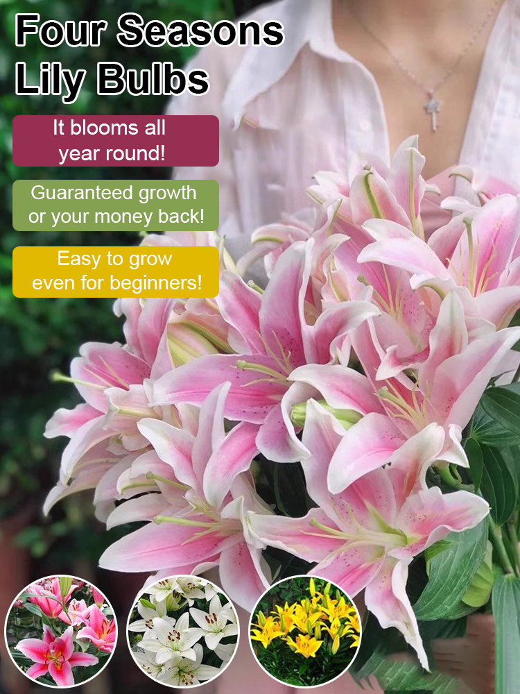 [25-Day Bloom] Fragrant Double Lily Bulbs | Easy Care, Luxury Scent & Air Purifying 🌹✨