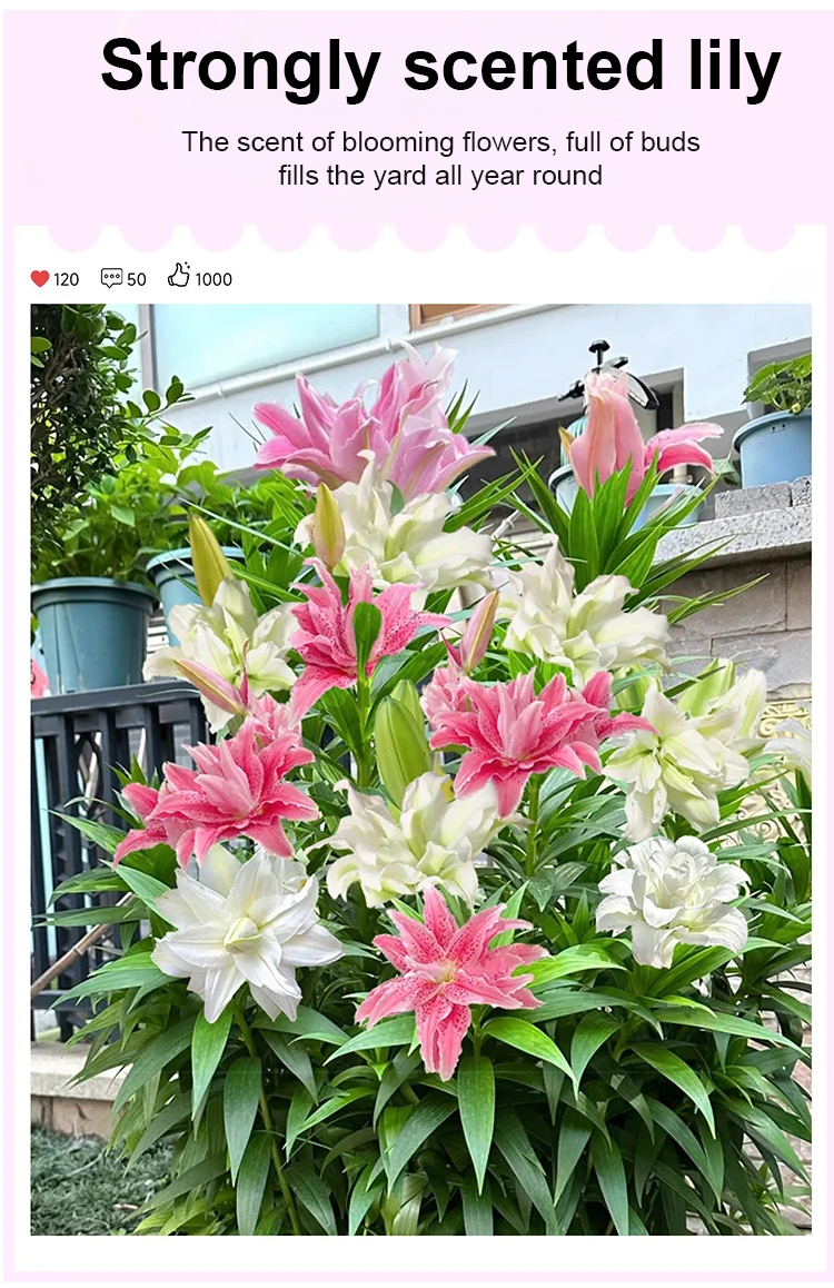 翻译件-JS-四季开花百合花球根-1261140-系统_09.jpg