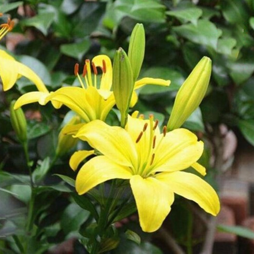 [25-Day Bloom] Fragrant Double Lily Bulbs | Easy Care, Luxury Scent & Air Purifying 🌹✨