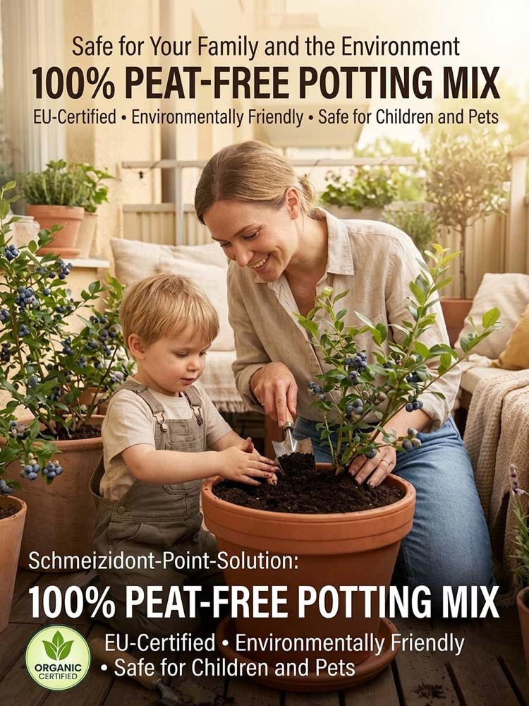 🫐【No fruit, full refund】Duke Blueberry Sapling - XXL Jumbo Fruit, High Yield, Ideal for Garden or Potted Planting
