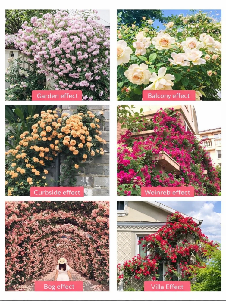 Home Gardening Double Petal Rose Seeds