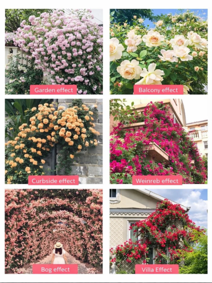 Home Gardening Double Petal Rose Seeds