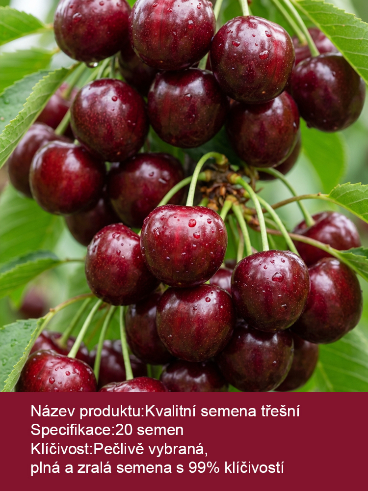 Imported Chilean Cherry Seeds