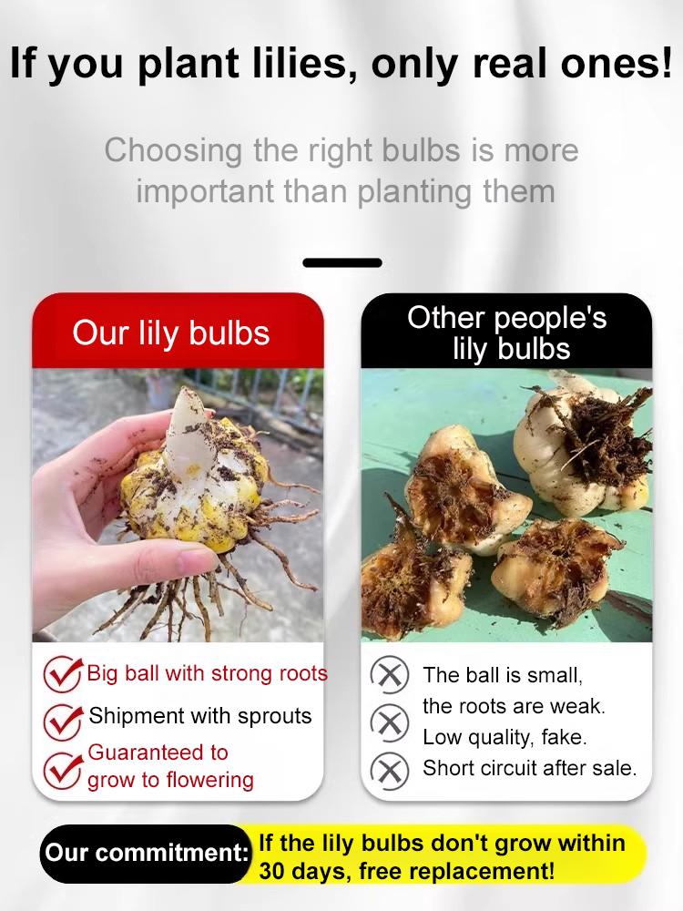 [25-Day Bloom] Fragrant Double Lily Bulbs | Easy Care, Luxury Scent & Air Purifying 🌹✨