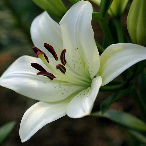 [25-Day Bloom] Fragrant Double Lily Bulbs | Easy Care, Luxury Scent & Air Purifying 🌹✨