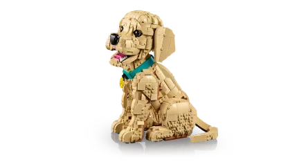 Golden retriever puppy