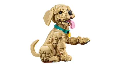 Golden retriever puppy