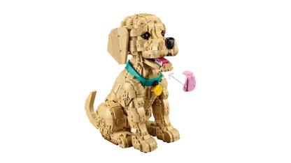 Golden retriever puppy