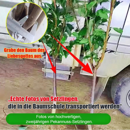 Pekannuss-Setzling【Fruchtet bereits im zweiten Jahr!】