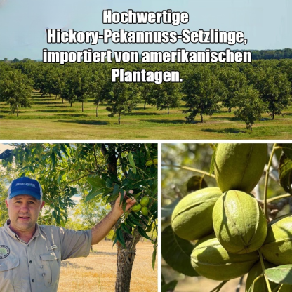 Pekannuss-Setzling【Fruchtet bereits im zweiten Jahr!】