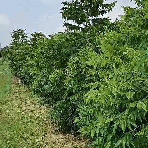 Pekannuss-Setzling【Fruchtet bereits im zweiten Jahr!】