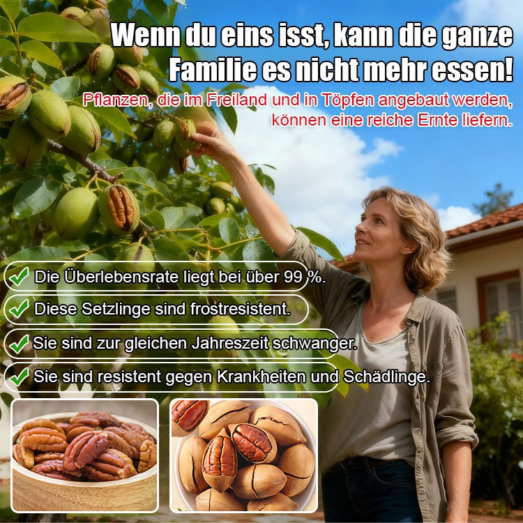 Pekannuss-Setzling【Fruchtet bereits im zweiten Jahr!】