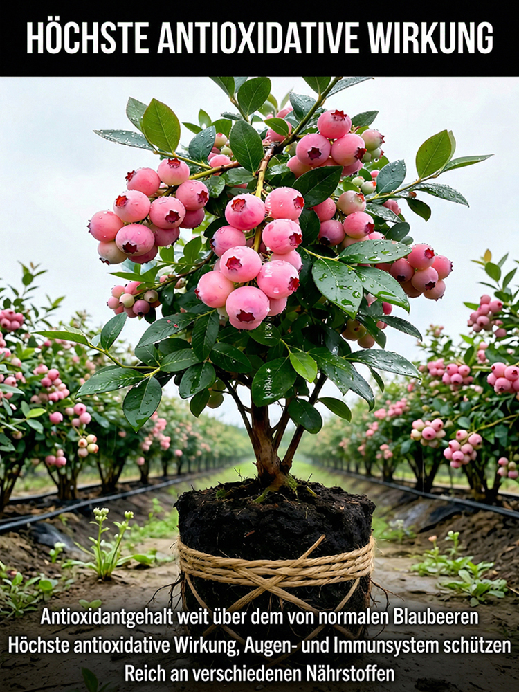 ⚡Ernte in nur 60 Tagen!【Importierte neue Sorten】Pink Lady Blaubeerbaum-Sämling | 🌟Extra groß, extra süß, extra knackig | ✅100 % Anwuchs-Garantie