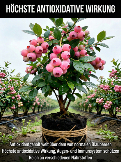 ⚡Ernte in nur 60 Tagen!【Importierte neue Sorten】Pink Lady Blaubeerbaum-Sämling | 🌟Extra groß, extra süß, extra knackig | ✅100 % Anwuchs-Garantie