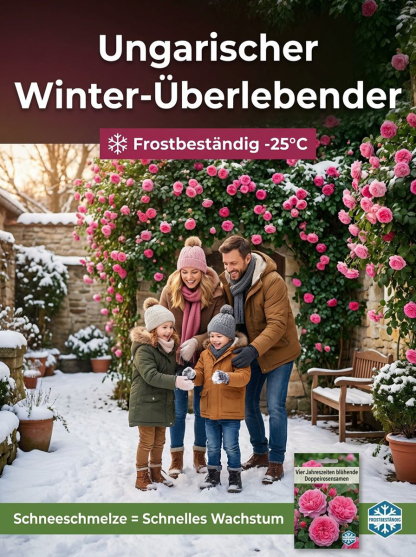 🌸Wand voller Blüten in 60 Tagen! Saatgut der gefüllten vier Jahreszeiten blühenden Rosa rugosa | Winterhart & Immergrün❄️