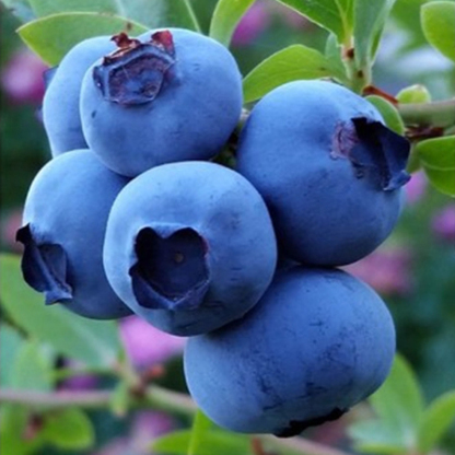 ⚡Ernte in nur 60 Tagen!【Importierte neue Sorten】Pink Lady Blaubeerbaum-Sämling | 🌟Extra groß, extra süß, extra knackig | ✅100 % Anwuchs-Garantie