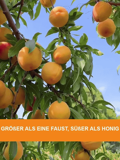 🍑[Ernte in nur 2 Monaten!] 🌸Keine Bestäubung nötig – selbstfruchtbar! Extra große gelbe Pfirsichsetzlinge, süßer als Honig