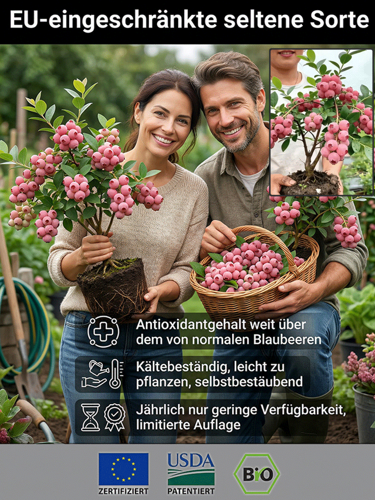 ⚡Ernte in nur 60 Tagen!【Importierte neue Sorten】Pink Lady Blaubeerbaum-Sämling | 🌟Extra groß, extra süß, extra knackig | ✅100 % Anwuchs-Garantie