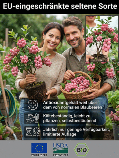 ⚡Ernte in nur 60 Tagen!【Importierte neue Sorten】Pink Lady Blaubeerbaum-Sämling | 🌟Extra groß, extra süß, extra knackig | ✅100 % Anwuchs-Garantie