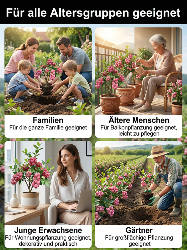 ⚡Ernte in nur 60 Tagen!【Importierte neue Sorten】Pink Lady Blaubeerbaum-Sämling | 🌟Extra groß, extra süß, extra knackig | ✅100 % Anwuchs-Garantie