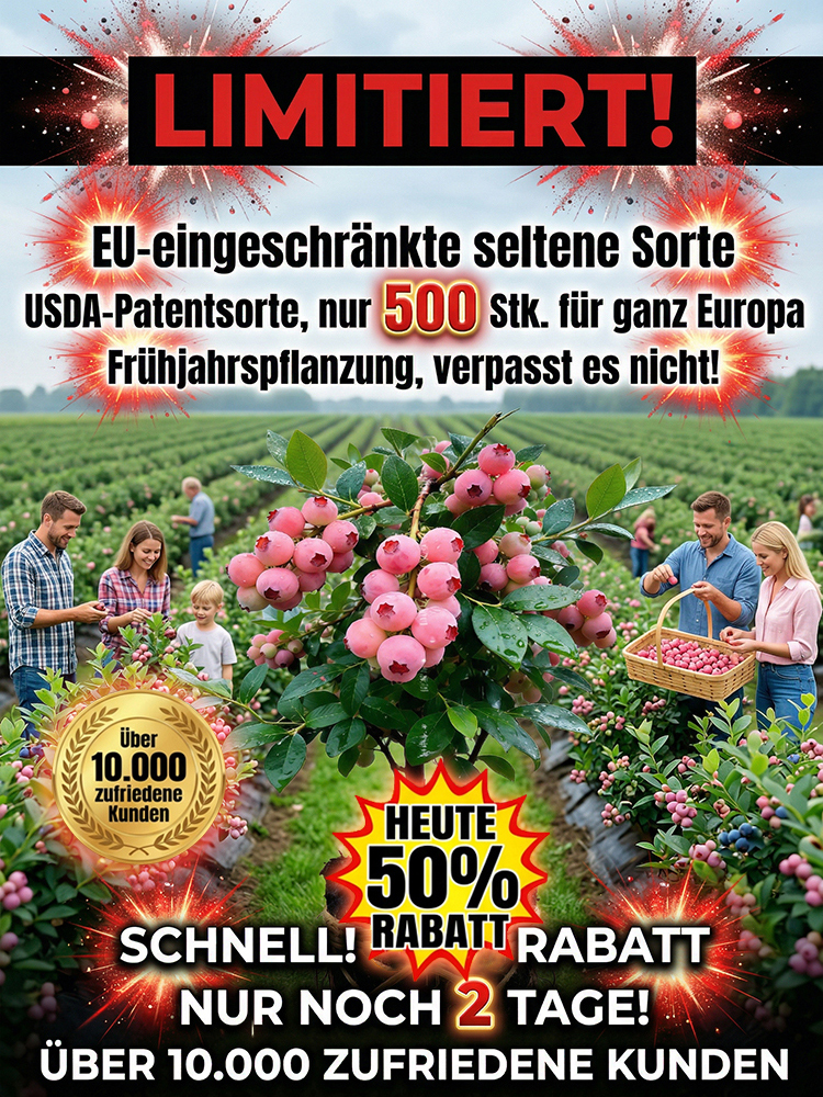⚡Ernte in nur 60 Tagen!【Importierte neue Sorten】Pink Lady Blaubeerbaum-Sämling | 🌟Extra groß, extra süß, extra knackig | ✅100 % Anwuchs-Garantie