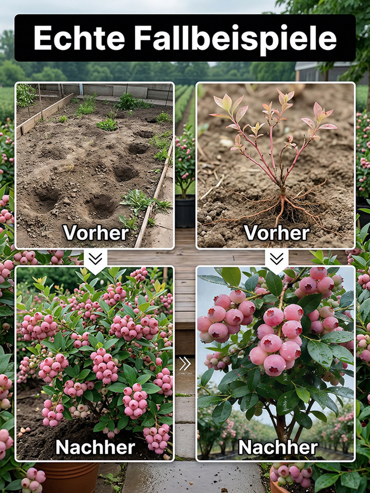⚡Ernte in nur 60 Tagen!【Importierte neue Sorten】Pink Lady Blaubeerbaum-Sämling | 🌟Extra groß, extra süß, extra knackig | ✅100 % Anwuchs-Garantie