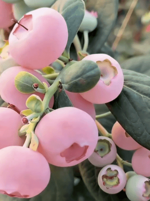⚡Ernte in nur 60 Tagen!【Importierte neue Sorten】Pink Lady Blaubeerbaum-Sämling | 🌟Extra groß, extra süß, extra knackig | ✅100 % Anwuchs-Garantie