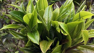 Little Golden Needle 2026 fresh spring leaves — plump buds with white tips