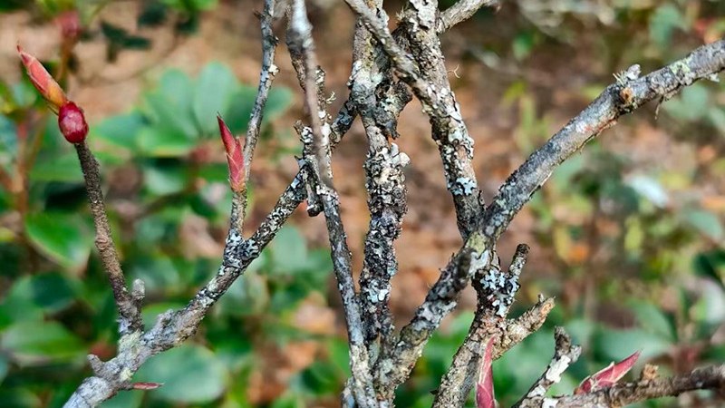 Yunnan high-mountain wild tea garden — old tea tree with moss-covered branches and purple buds sprouting