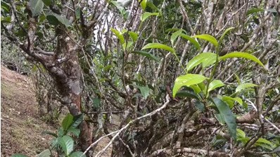 Yunnan Dianhong high-mountain tea garden — old tea bushes on reddish soil