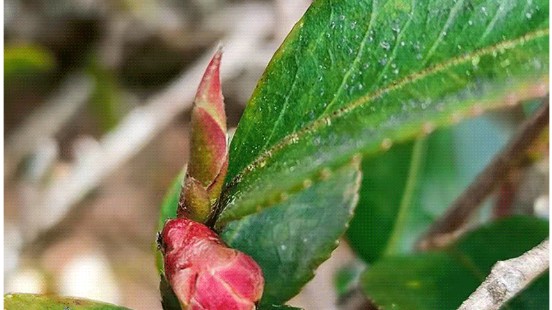2026 early-spring purple bud close-up — plump purple-red buds rich in anthocyanins