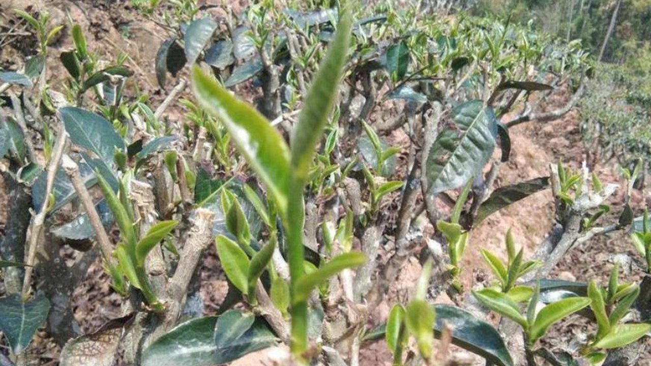 Golden Bud 2026 — high-mountain tea garden, tender spring flush on red-soil slopes