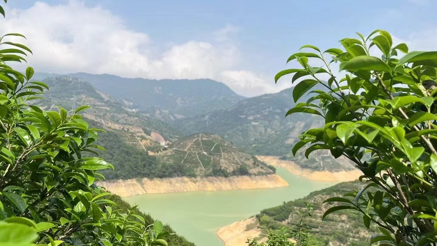 High-altitude tea garden on Fenghuang Mountain, Chaozhou &mdash; terraced slopes and mist-wrapped ridges in the Dancong core area