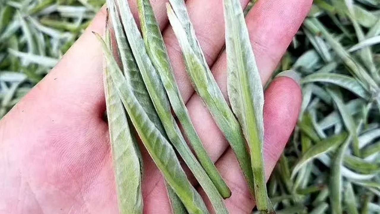 Golden Bud 2026 — freshly picked first-flush spring tea leaves, plump and downy