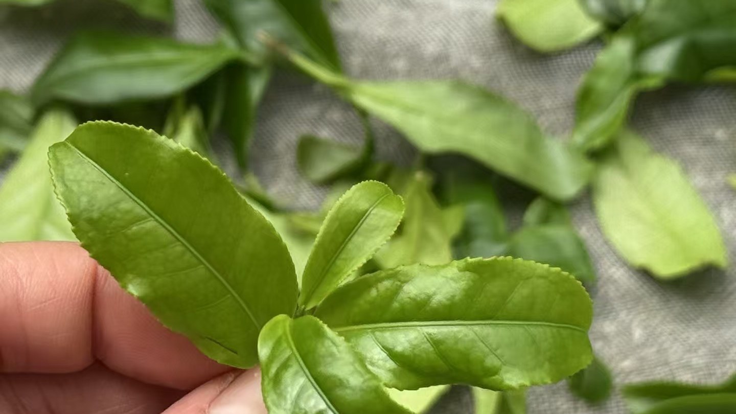 Close-up of Fenghuang Dancong tea leaves &mdash; long, elliptical blades with finely serrated edges