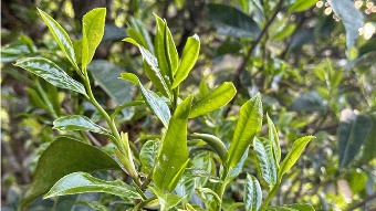 Close-up of first-spring fresh leaves — bold, plump and glossy