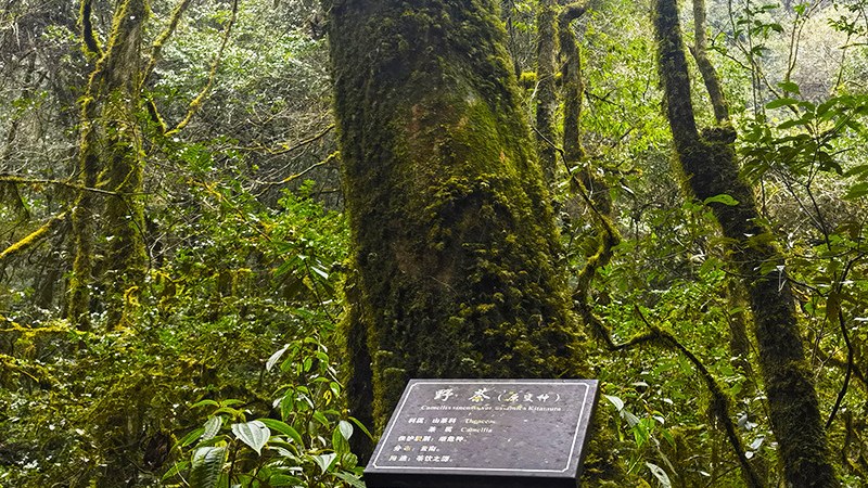 Wild ancient tea tree in the highland primeval forest — trunk thickly covered with moss