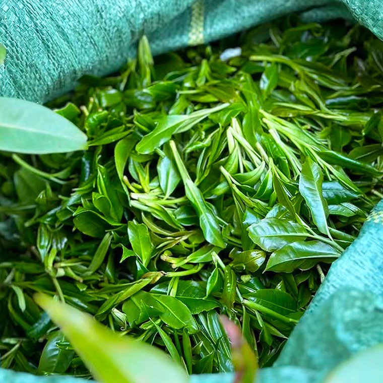 500-800-year wild ancient tea tree spring leaves
