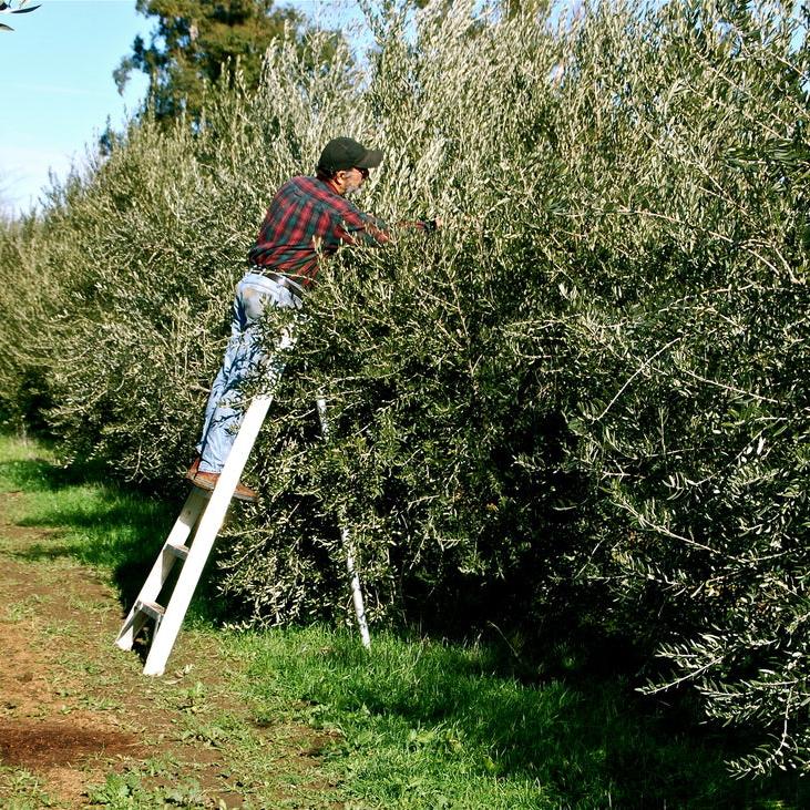 Sourdough & Olive Oil Chocolate Bar CASE OF 9