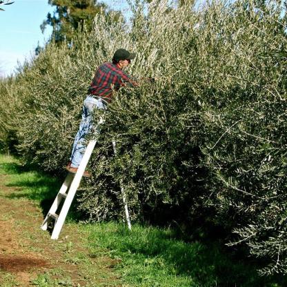Sourdough & Olive Oil Chocolate Bar CASE OF 9