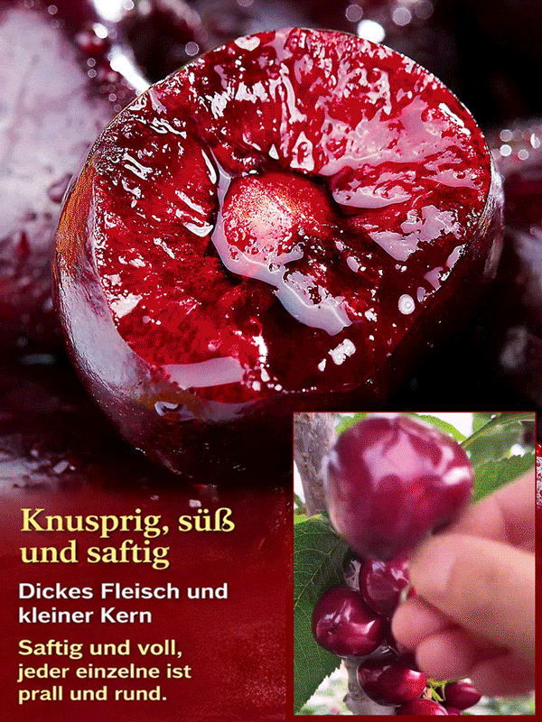 【100% Keimung + Fruchtbildung🍒】Kirschbaumsetzlinge：Regina 4J Kirsche🔥
