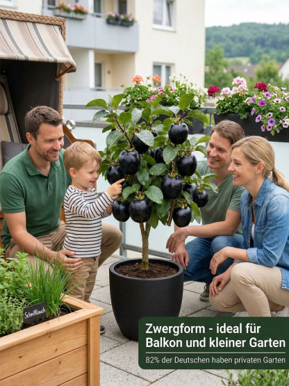 Keine künstliche Bestäubung erforderlich：Schokoladen-schwarze Persimonensprossen