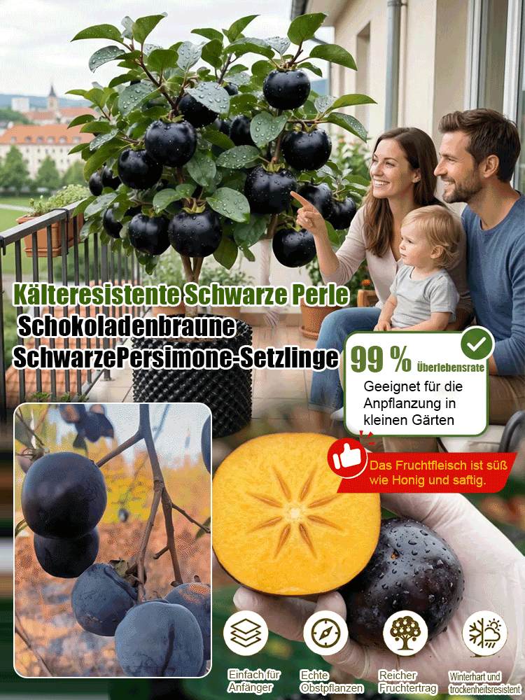 Keine künstliche Bestäubung erforderlich：Schokoladen-schwarze Persimonensprossen