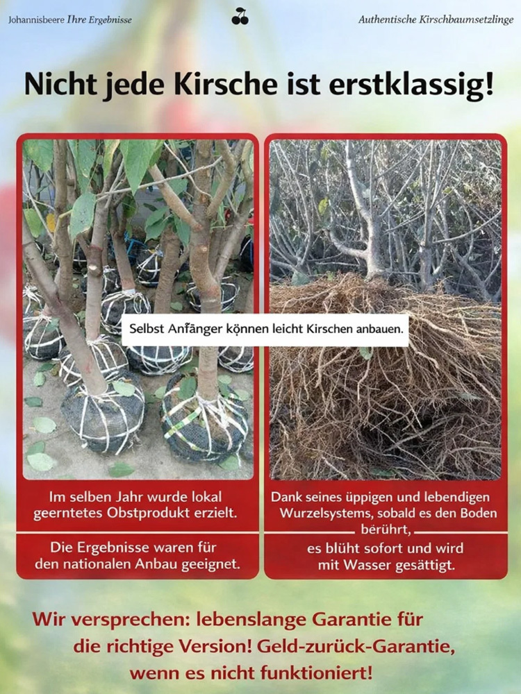 【100% Keimung + Fruchtbildung🍒】Kirschbaumsetzlinge：Regina 4J Kirsche🔥