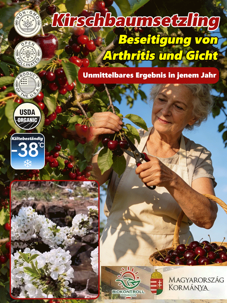 【100% Keimung + Fruchtbildung🍒】Kirschbaumsetzlinge：Regina 4J Kirsche🔥